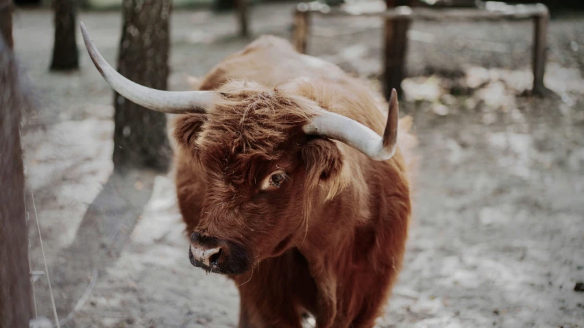 a bull standing in the dirt next to a wooden fence