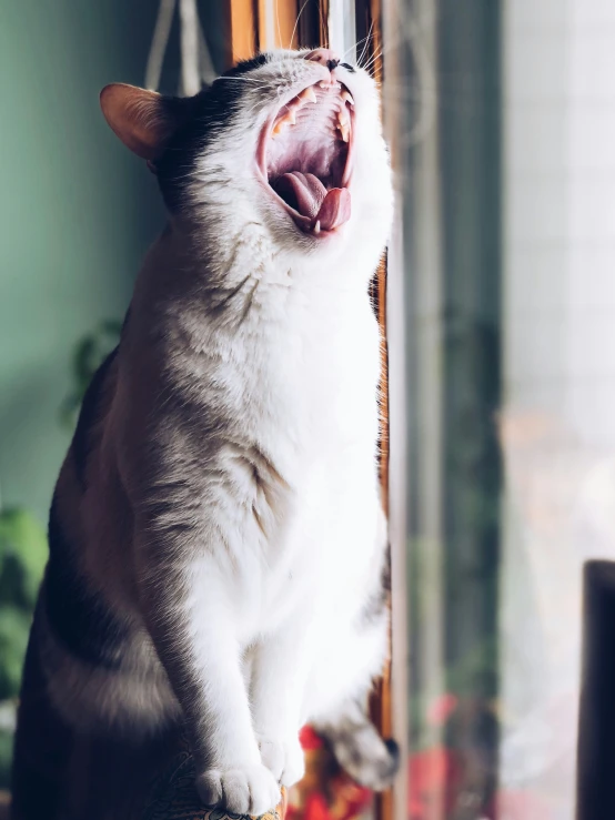 a cat is yawning while sitting on the edge of a chair