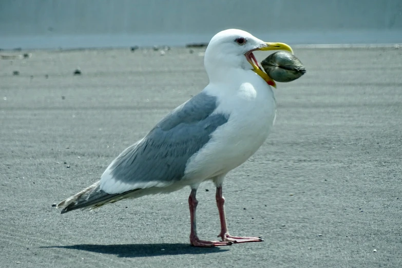 a bird standing on a gravel beach next to the ocean