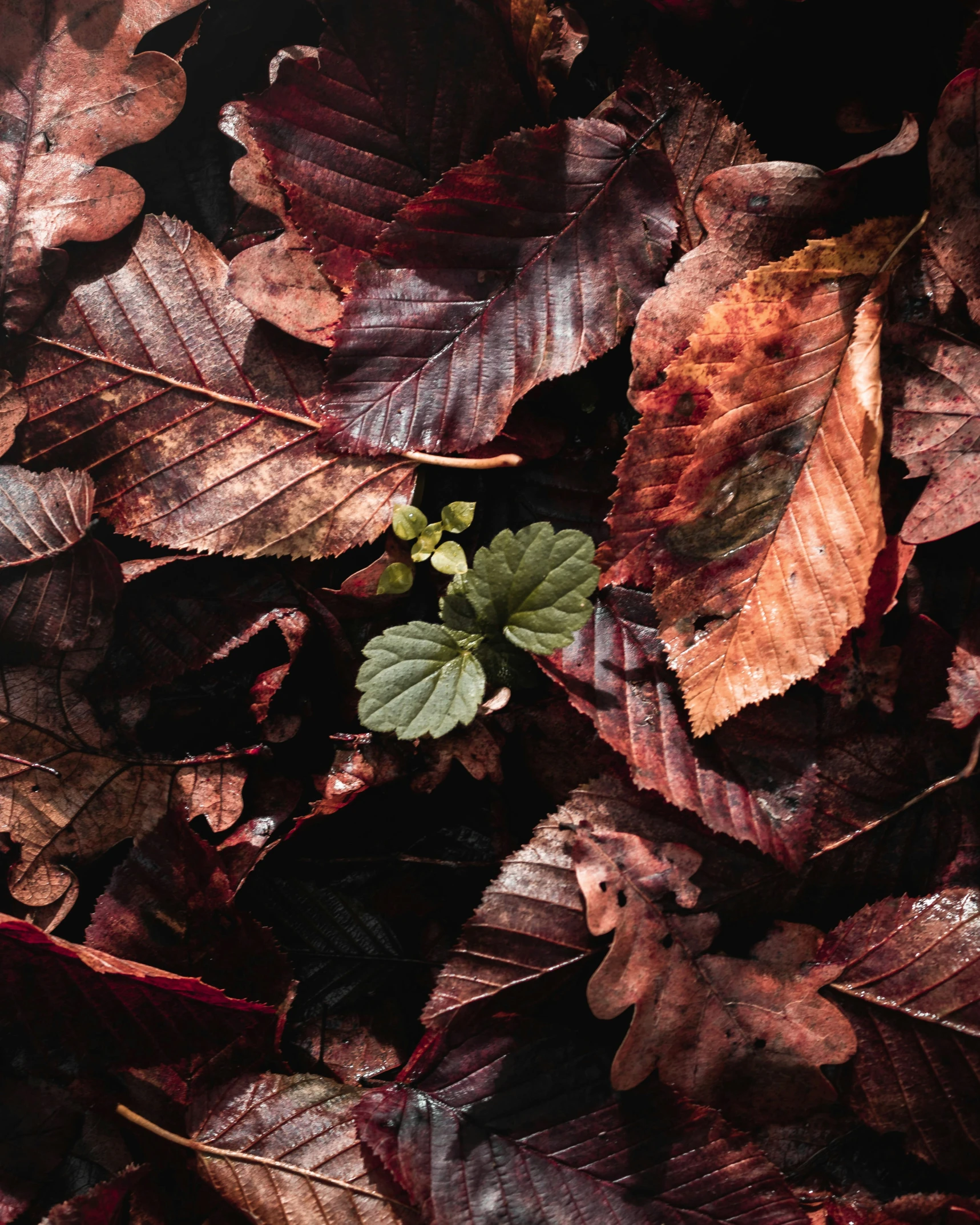 some plants on some leaf covered ground