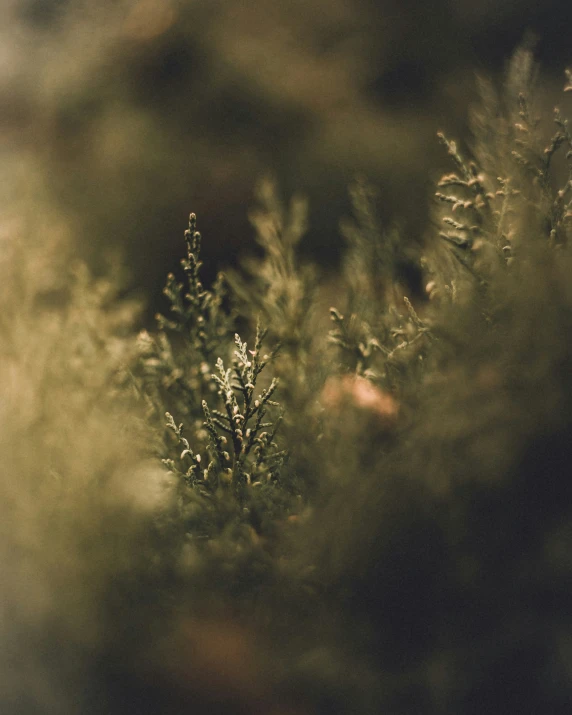 a little tree with green leaves in a field