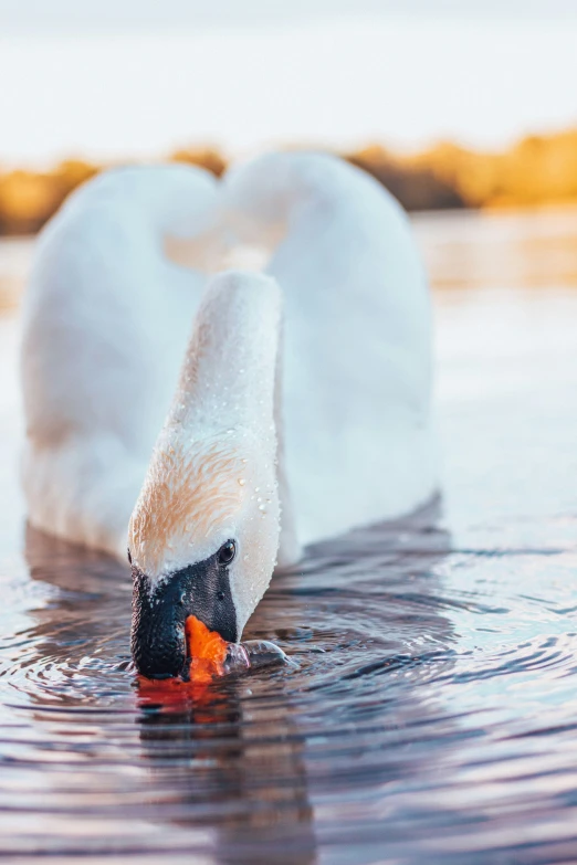 an image of a swan in the water