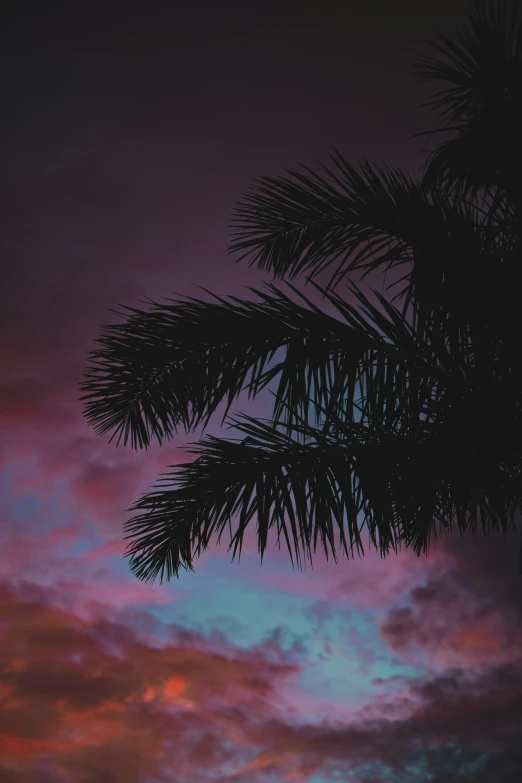 a couple of tall palm trees under a purple sky