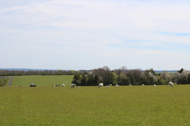 a herd of animals grazing in the middle of a field