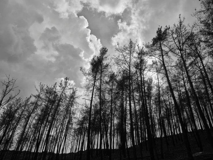 a very dark picture of clouds and trees