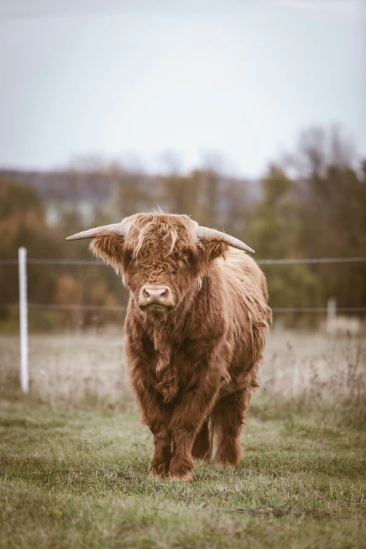 the animal is standing in a field behind a wire fence