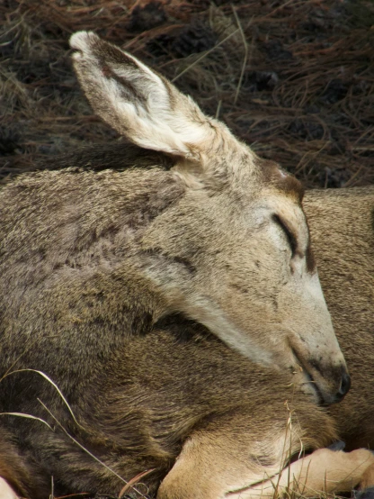 an image of a goat that is sleeping
