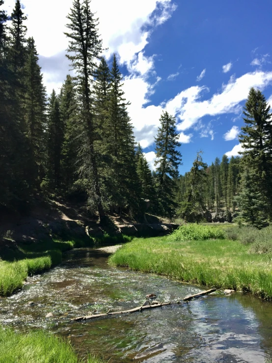 the small creek is clear and flowing