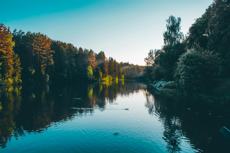 a small lake in a wooded area near a forest