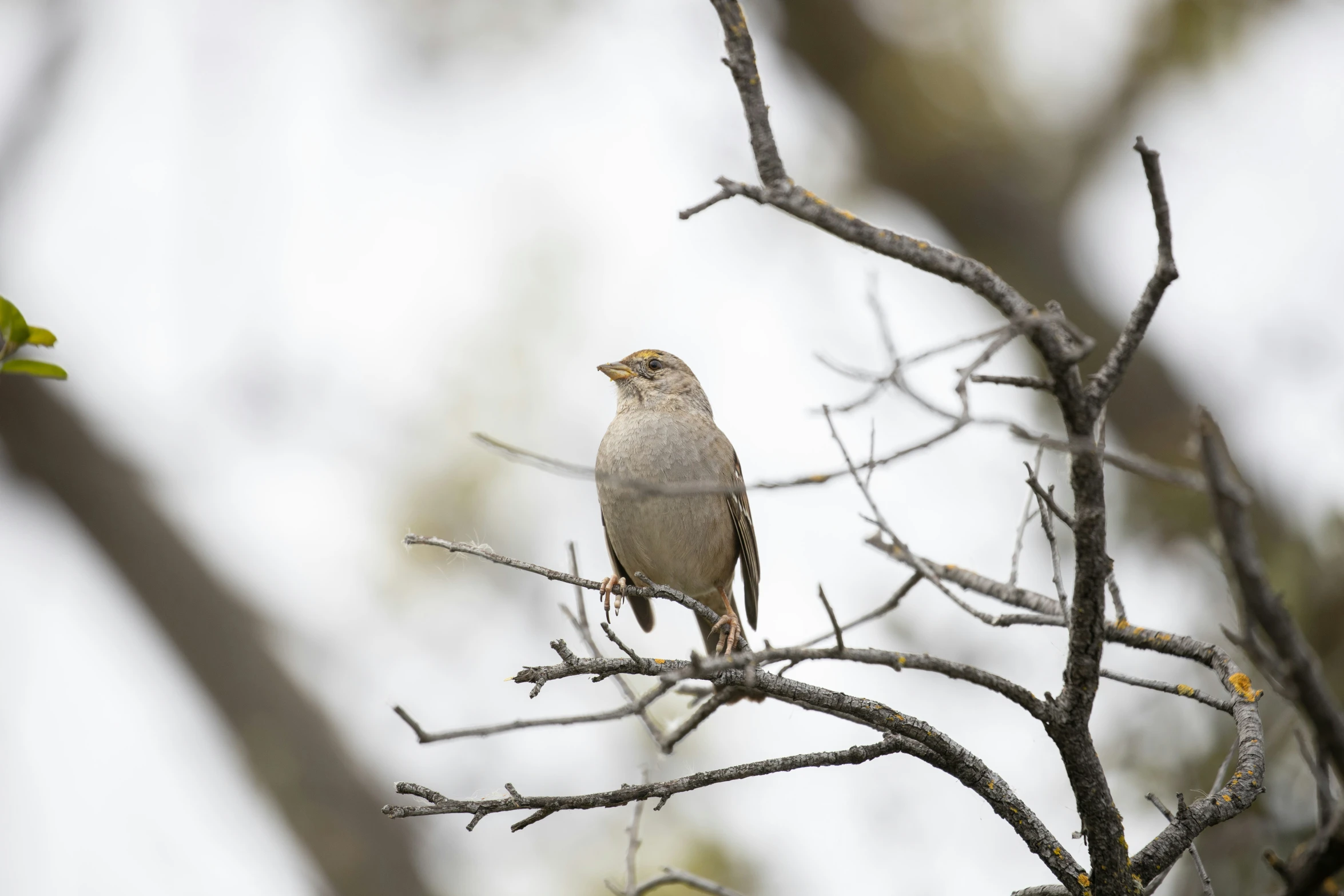 a bird is perched on the limb of a tree