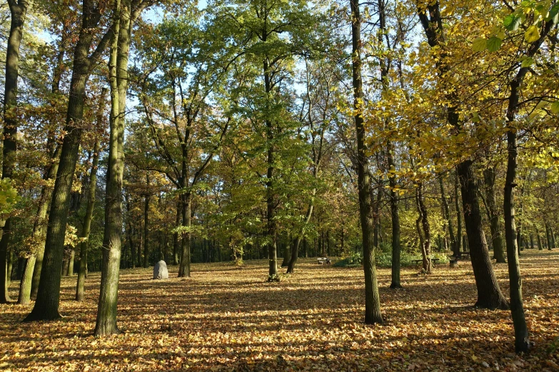 trees and leaves in the middle of the park