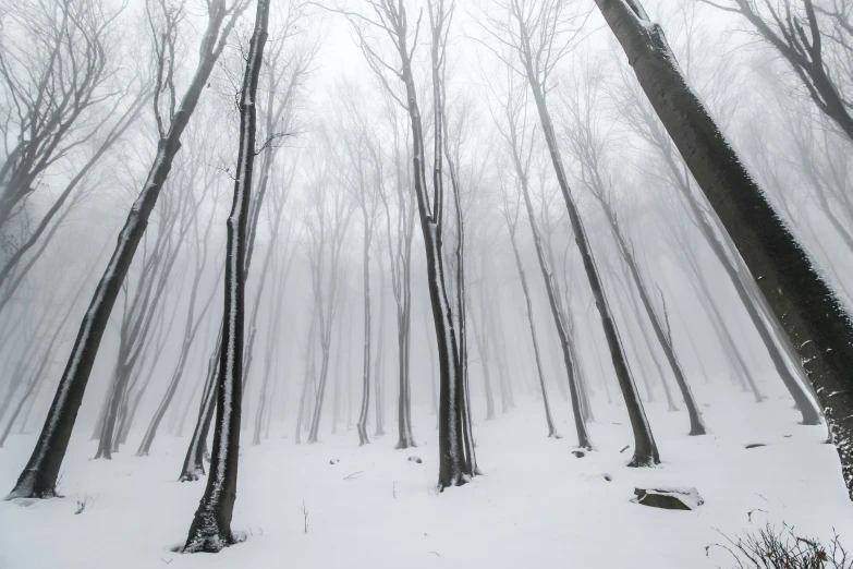 trees in the snow covered forest