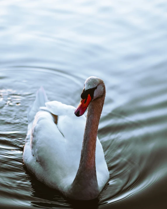 the duck is floating in the water with it's head and neck down