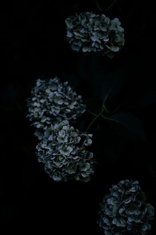 some flowers are floating on the dark background