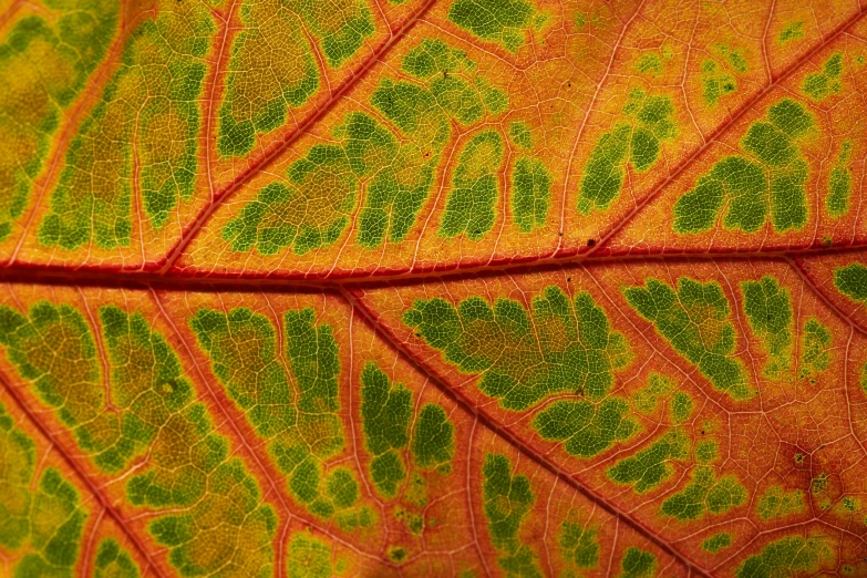an up close view of a green leaf