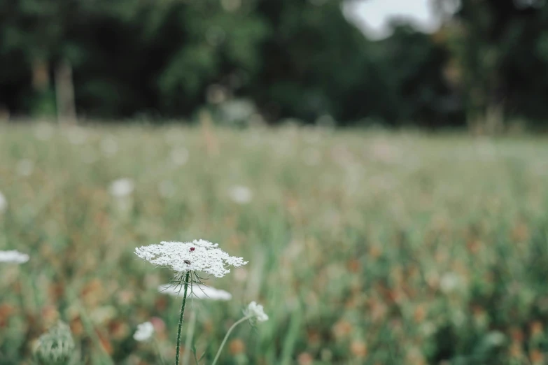 a picture of a field with many flowers in it