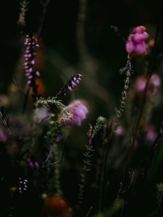 a bunch of flowers that are blooming outside