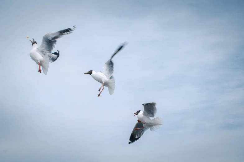 the seagulls are flying over the blue sky