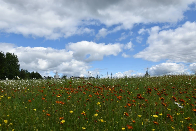 a field with orange and white flowers under a cloudy blue sky