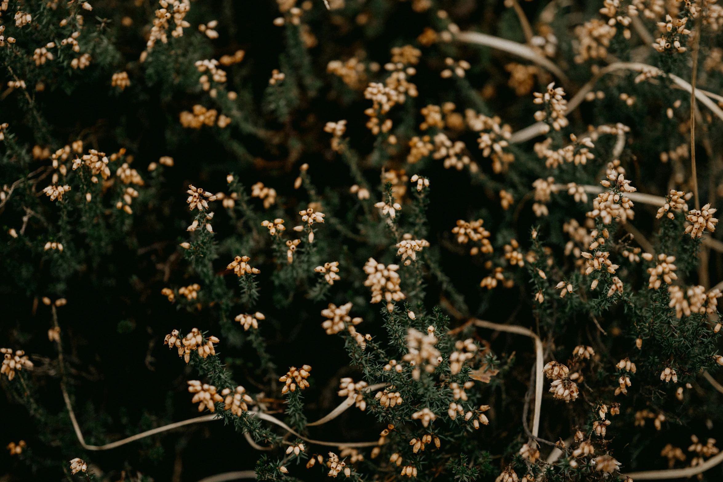 several yellow flowers growing on the side of some nches