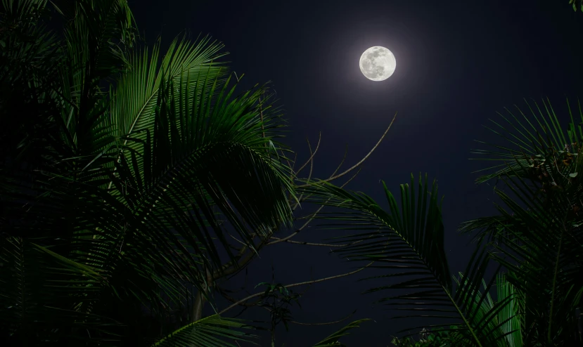 the full moon rises over the top of palm trees