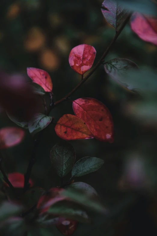 red flowers in the middle of green leaves