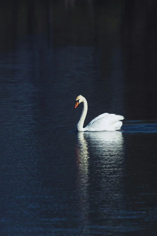 a bird floating on top of a lake filled with water