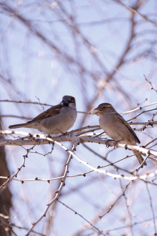 two birds perched in a tree on the nches