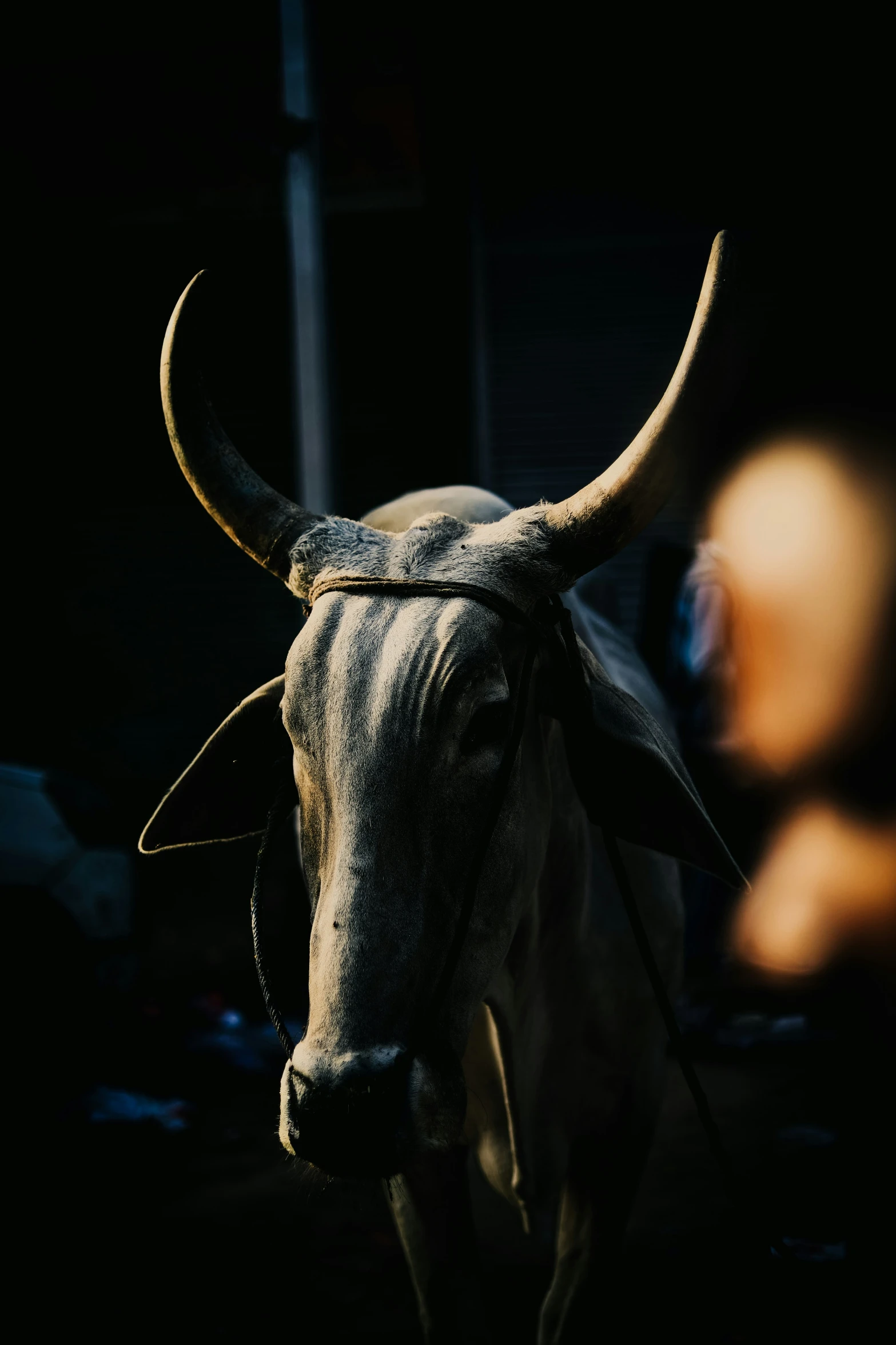 a bull is in a dark room with it's horn stretched out