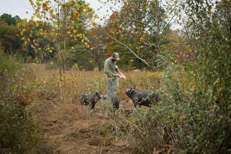 man with three black pigs in a field