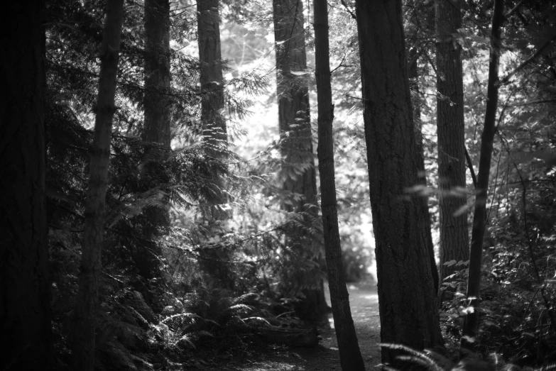 black and white po of trees and ferns