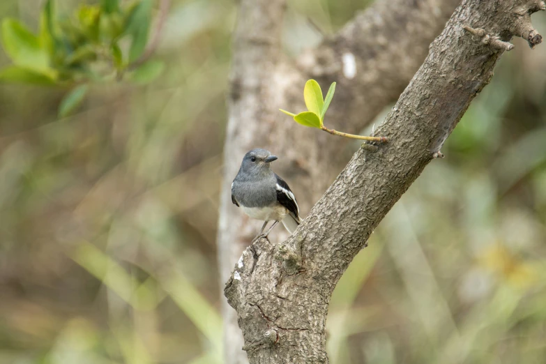 bird standing on nch of tree with many small trees behind