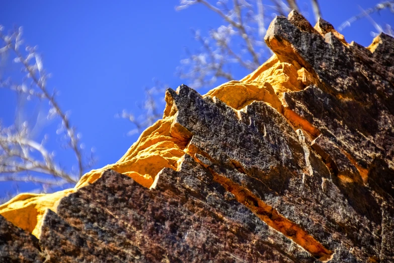 tree tops in front of an uplifted mountain