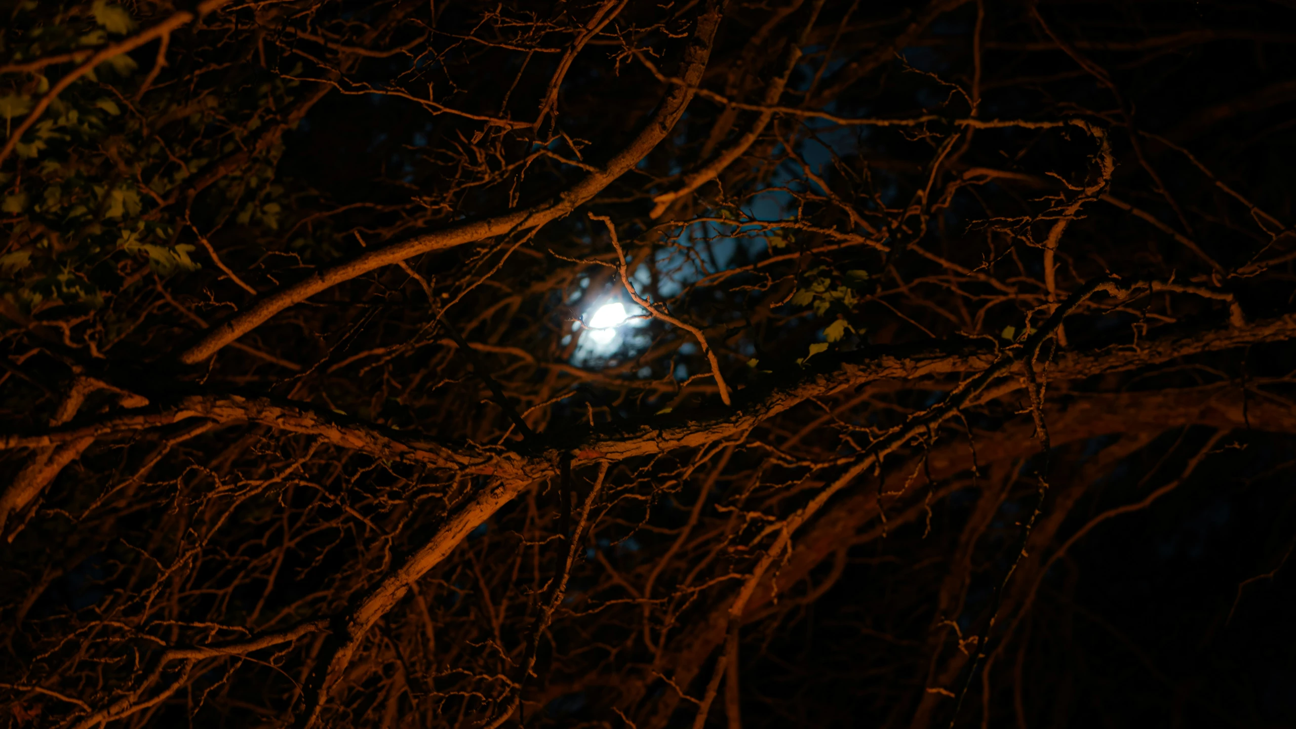 night po showing a full moon behind trees