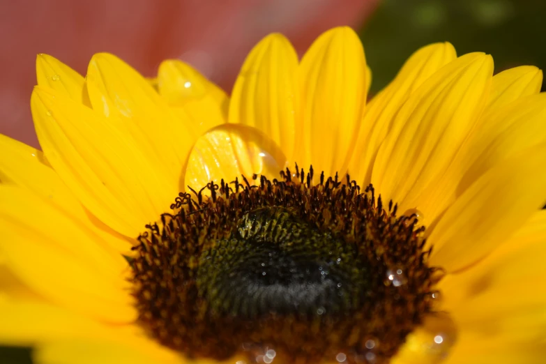 the center of a sunflower is covered with dew