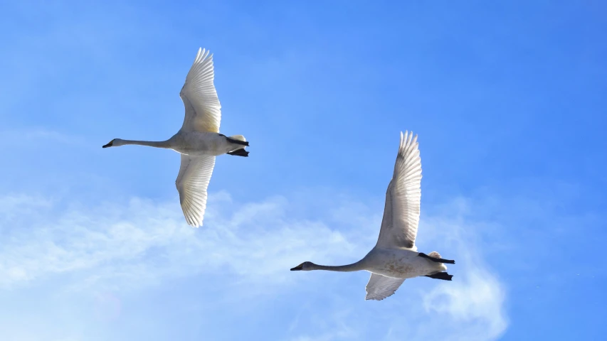a pair of geese flying across a blue sky