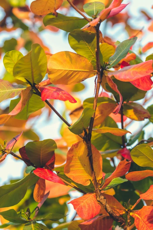 a nch with leaves on a blue sky background