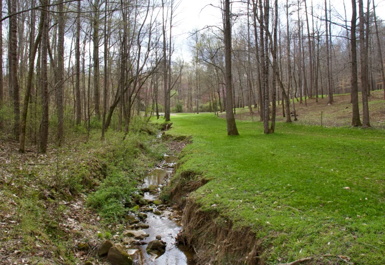 a small creek in a large wooded area