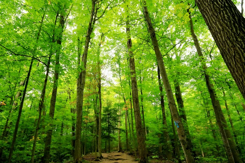 some tall trees and many dirt ground in the woods