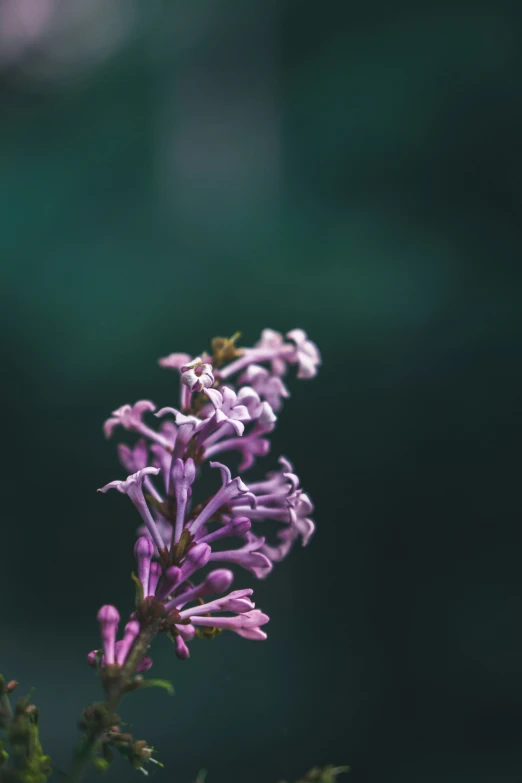 an image of a purple flower that is blooming