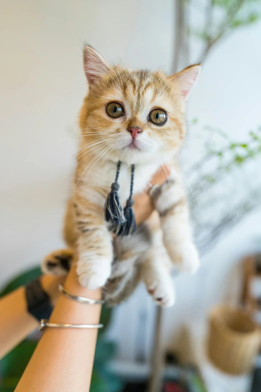 someone holding up a brown and white cat