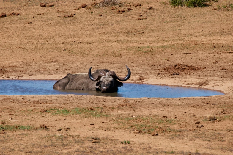 a gray cow lying in water at the edge of dry land