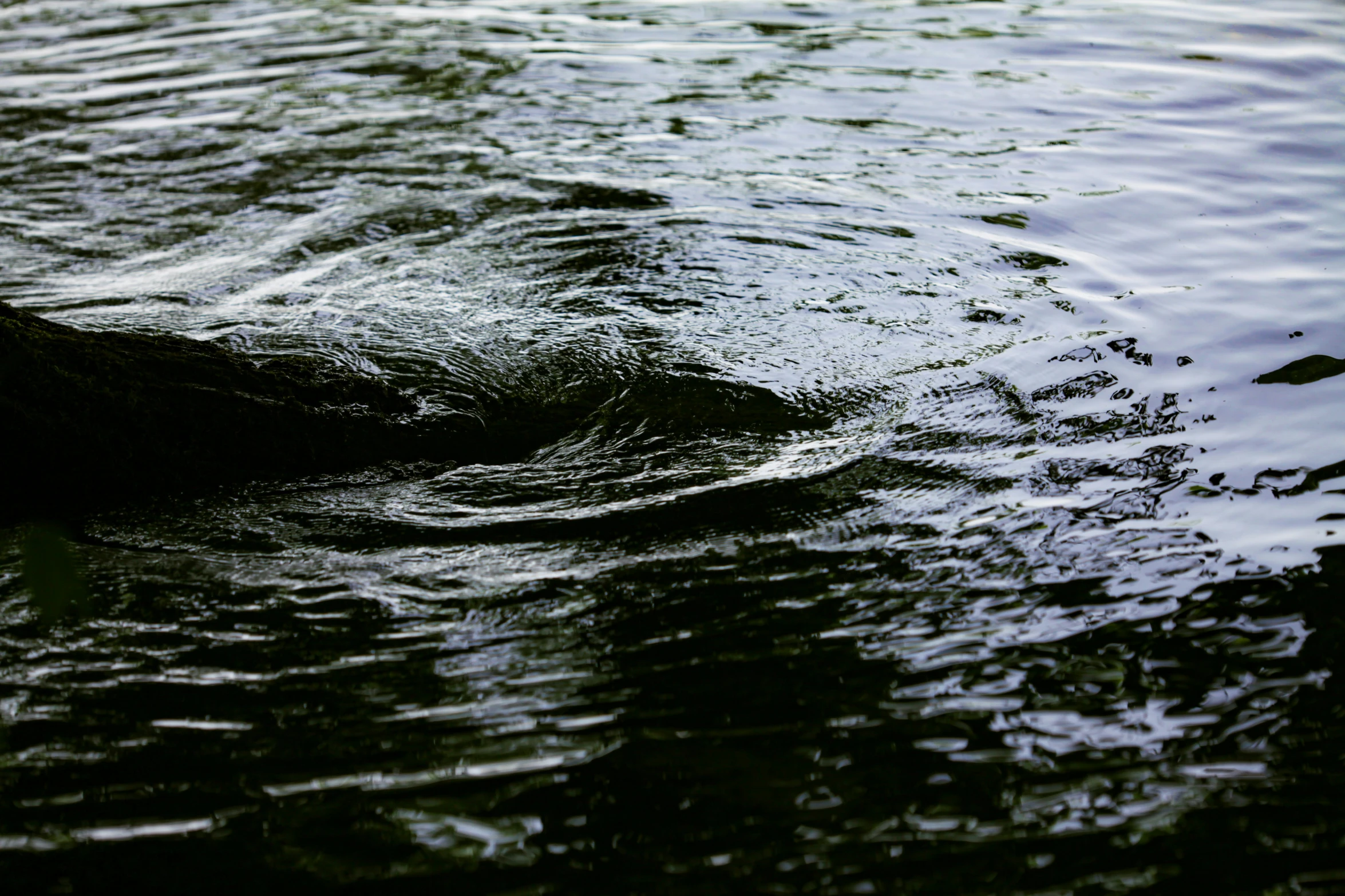 the large dog is floating in the water