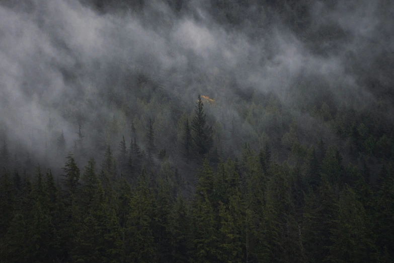 the fog fills the forest with trees as a deer stands on a hill