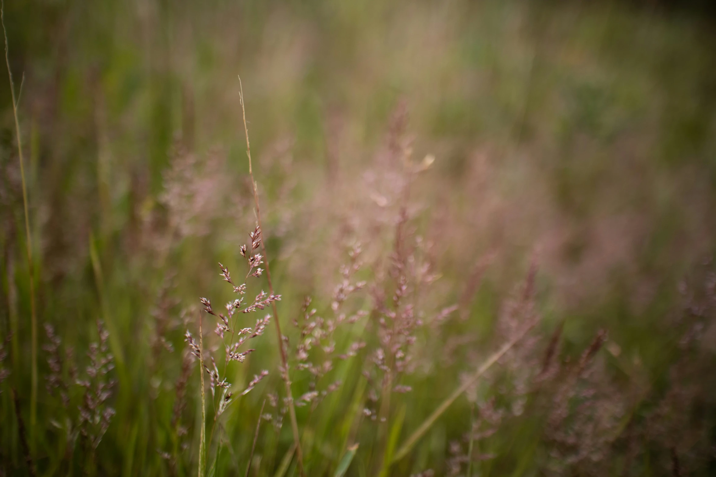 a tall grassy field has many plants growing