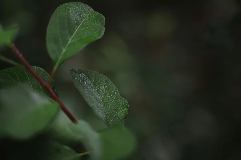 a green leaf and a red stem in the wild