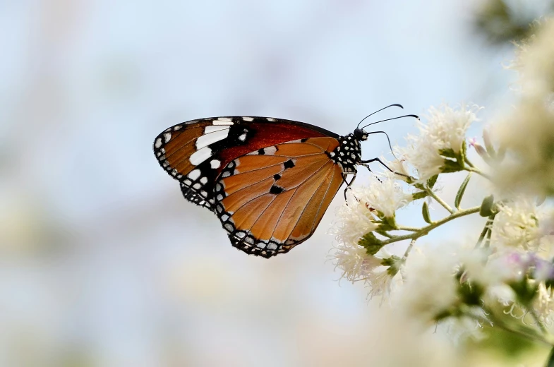 a close up view of a erfly on a flower