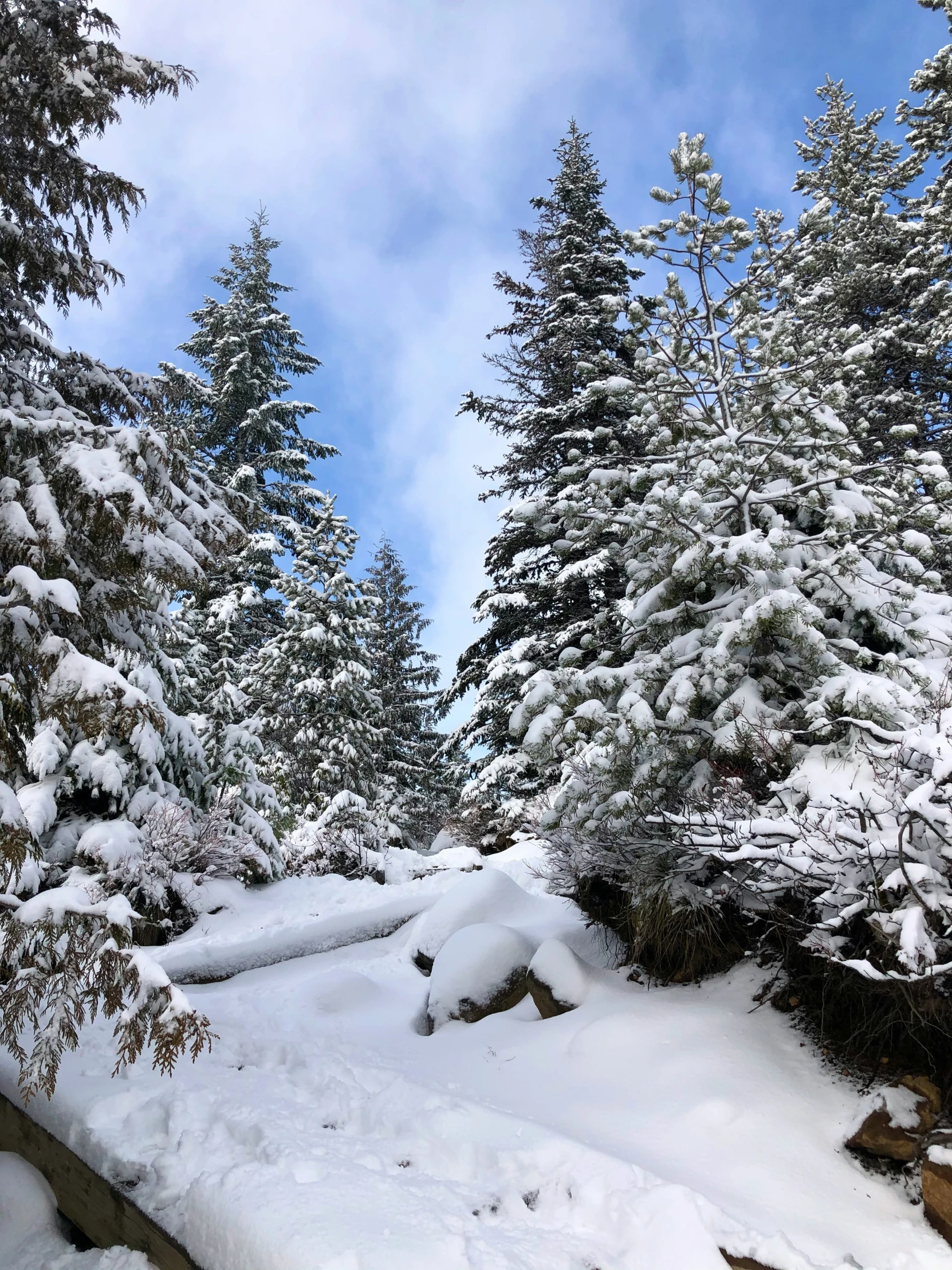 a trail covered in snow leading through some pine trees