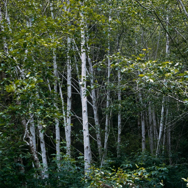 a lot of tall trees in the middle of the forest