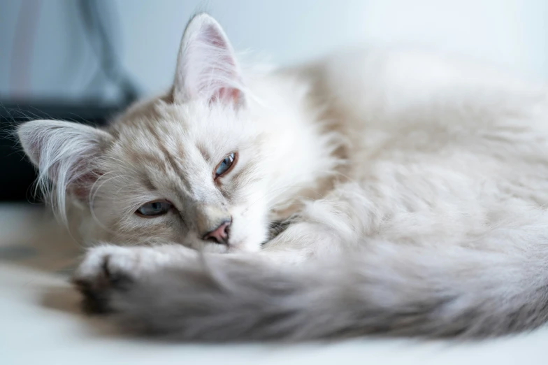 a cat laying on top of a white floor